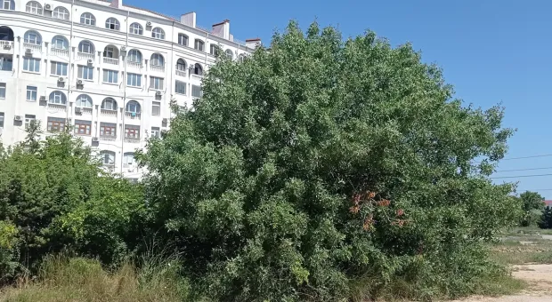 В Севастополе фисташковая роща снова в опасности? 