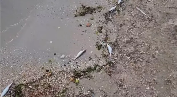 Теперь и рыба: гибель у берегов Севастополя продолжается
