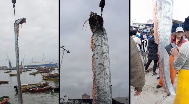 Мужчины поймали гигантскую рыбу, которая считается предвестником бедствия