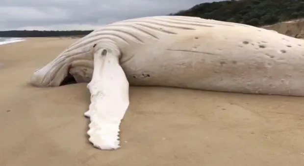 На берег вынесло редчайшего кита