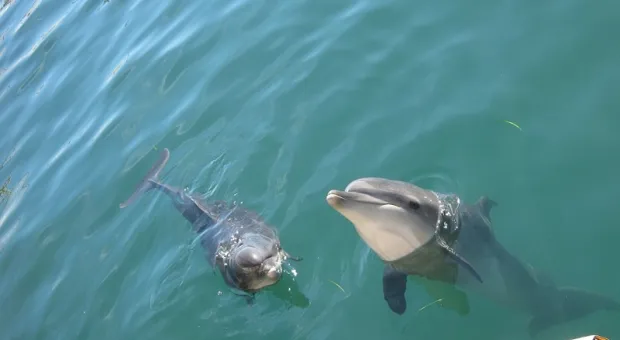 Откуда в крымских дельфинариях берутся «вечно молодые» дельфины
