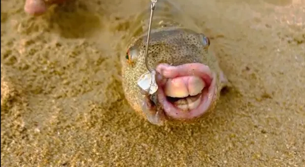 Пара поймала необычную рыбу с «человеческими» зубами 