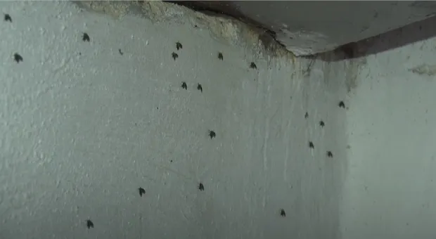 Севастопольцы делят многоквартирный дом с колонией червей и мошек