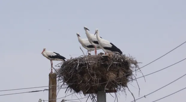 Как крымчане помогают редким птицам с «квартирным вопросом»
