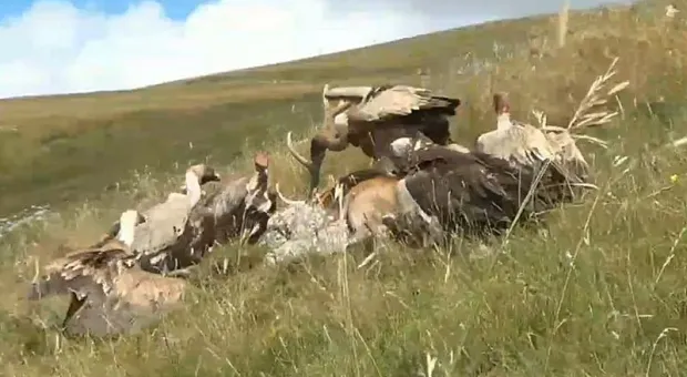 В Крыму падальщики отобедали оленем