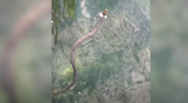 Змея распугала посетителей популярного севастопольского пляжа