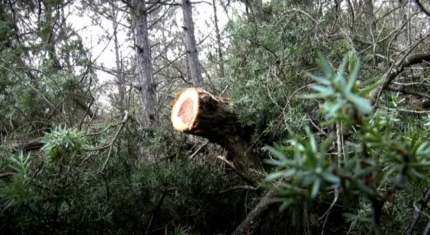 Как в Севастополе высаживают новый лес взамен вырубленного