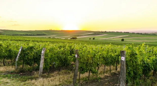 Севастополь становится лидером в России по органическому виноградарству и виноделию