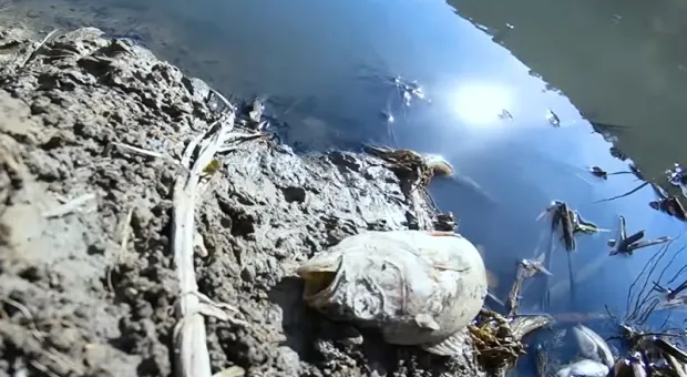 В пруду под Севастополем массово гибнет рыба