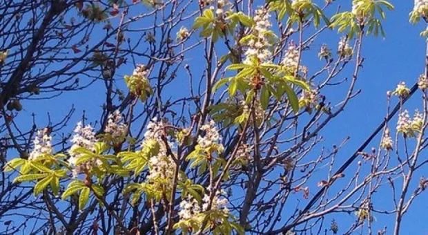 В Севастополе началось осеннее цветение каштанов 