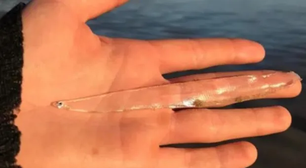 Женщина нашла редчайшую прозрачную рыбу на пляже