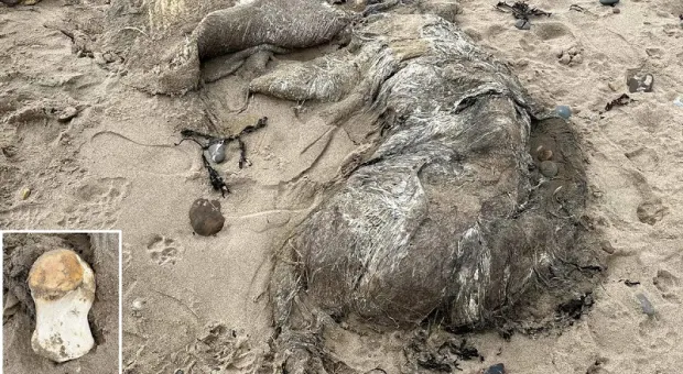 Останки неизвестного существа вынесло на берег