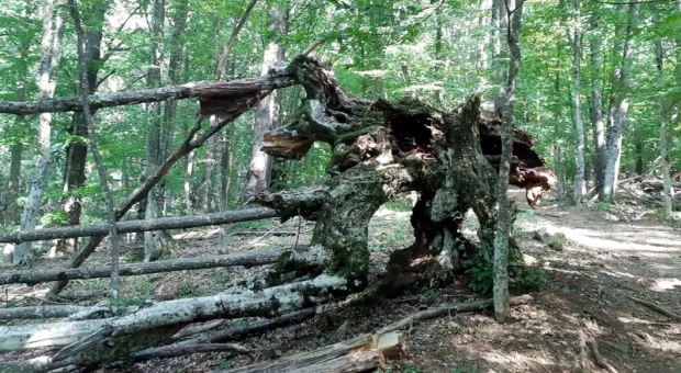 Туристов удивил природный дайсуги в крымском лесу