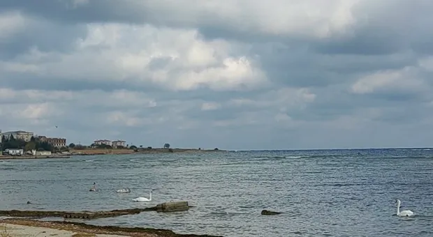 В бухту Севастополя на зимовку прилетают белые лебеди 