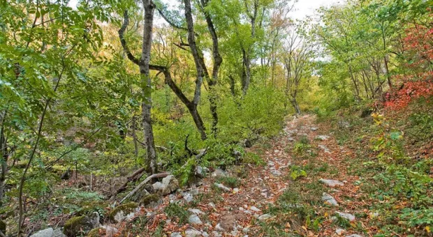 На юго-востоке Крыма нашли бесхозный лес