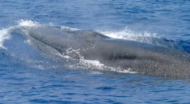 Обнаруженный в прошлом году вид китов уже находится на грани вымирания