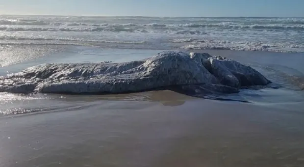 На берег вынесло неизвестное морское существо «размером с автомобиль»