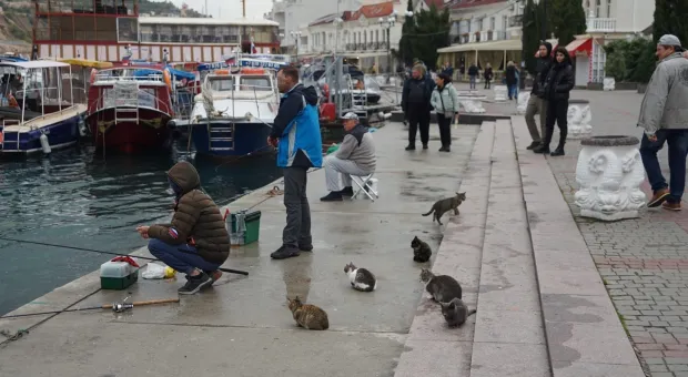 В Севастополе рыбак сбросил в море балаклавского котика 