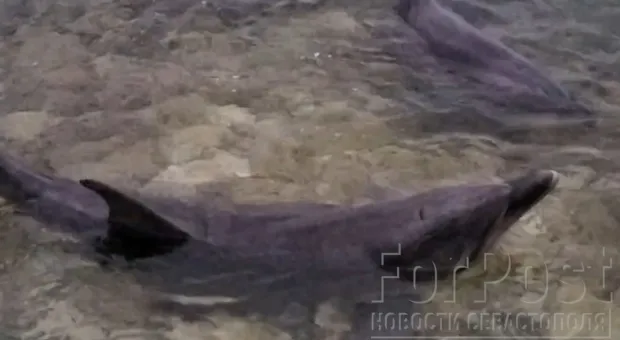 В Севастополе неизвестные мужчины выгрузили живых дельфинов в море