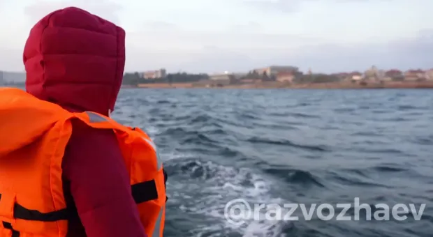 Найти выброшенных в Севастополе дельфинов пока не удалось