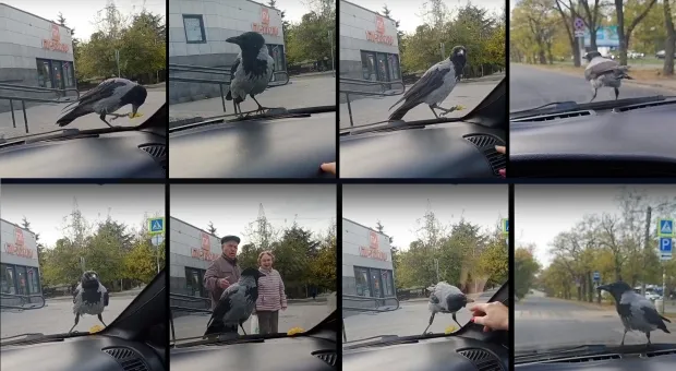 В Севастополе раскованная ворона решила поиграть с людьми