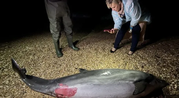 Специалисты не могут найти чип на теле найденного на побережье Севастополя дельфина 