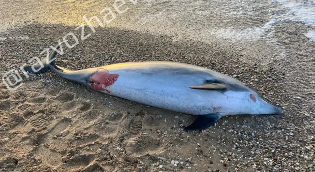 На побережье Севастополя выбросило труп дельфина, похожего на Зою