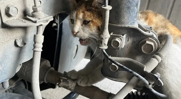 В Севастополе полиция помогла спасти застрявшую в машине кошку 