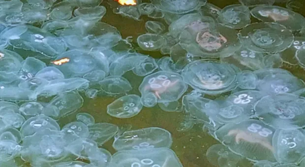 В Балаклавской бухте нашествие медуз