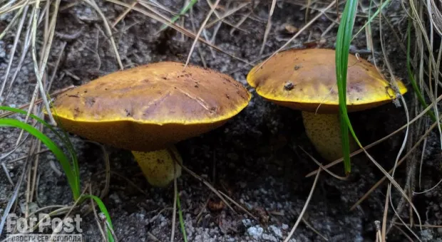 В лесах Севастополя обнаружили большое разнообразие грибов
