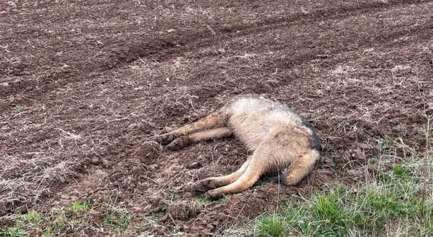 В Альминской долине Крыма застрелили волка