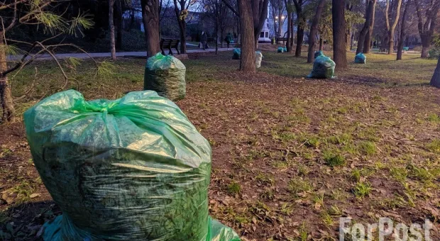 Не грести под одну гребёнку: в Крыму советуют пересмотреть подход к уборке листьев