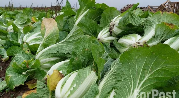 Рубят капусту: в Крыму стартовала уборка урожая пекинки