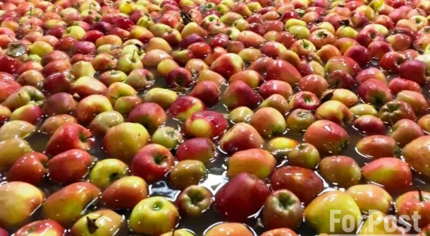 Стажёр-охранник обчистил яблочный сад в Крыму