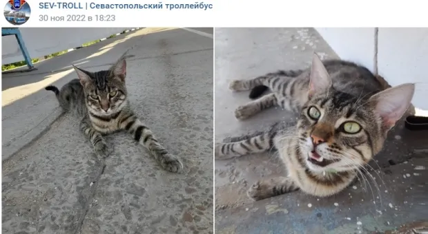 В Севастополе появился «транспортный кот» 