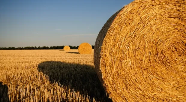 Как за 25 лет развивалась зерновая отрасль в Крыму