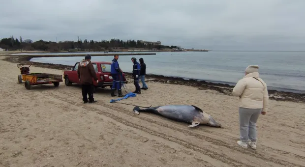  Мертвого дельфина в Омеге проверили на наличие чипа 