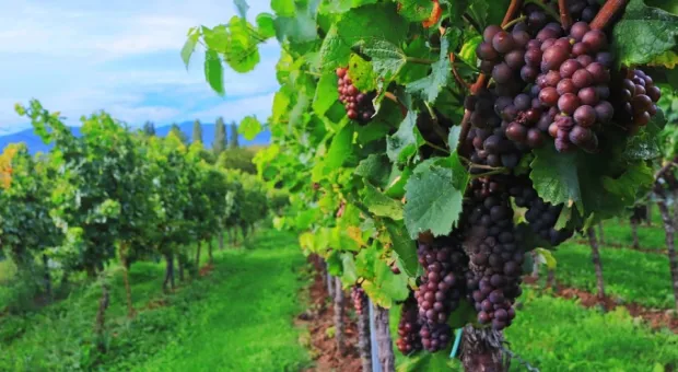 Вокруг Севастополя разрастаются виноградники 