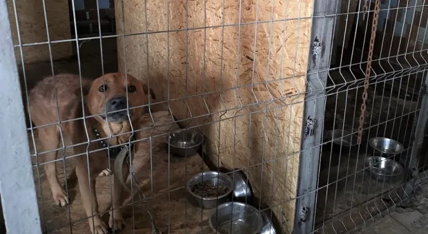 Приют для бездомных животных Севастополя ищет свое место и деньги 