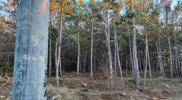 В Севастополе зафиксирована новая вырубка краснокнижных деревьев