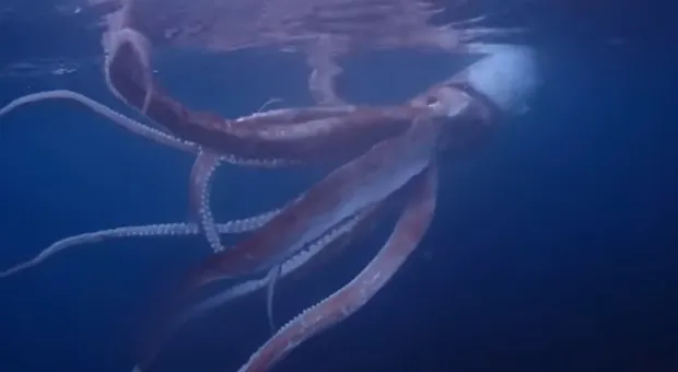 Рискуя жизнью, дайверы подплыли к гигантскому кальмару и сняли видео