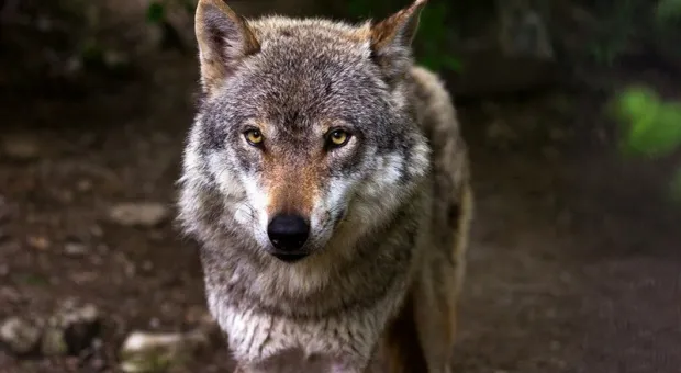 В Крыму три волка утопили несколько десятков овец