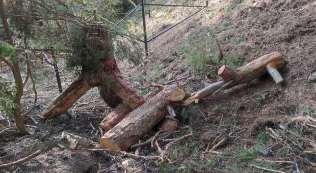 Незаконная вырубка деревьев под Судаком переросла в уголовное дело