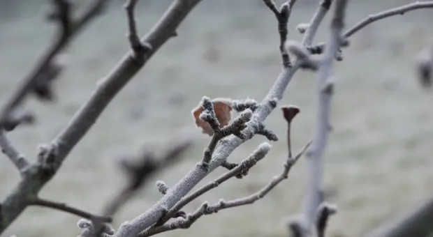 В Крыму рассказали о тонкостях обрезки плодовых деревьев 