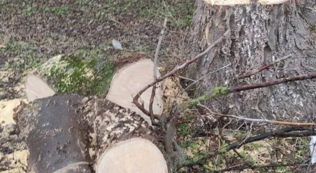 Вырубкой деревьев на востоке Крыма заинтересовались правоохранители