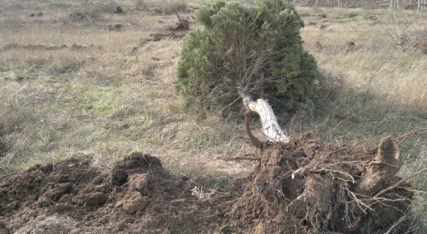 В Балаклавском районе Севастополя обнаружили уничтоженные деревья 