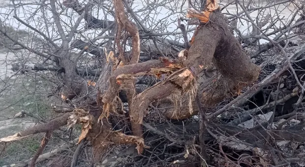 В Севастополе продолжают уничтожать деревья во время городских ремонтов 