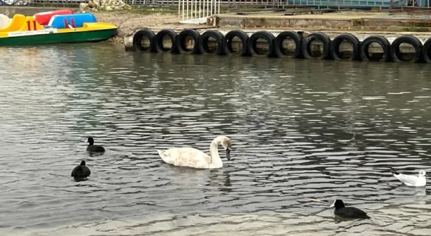 В Севастополе спасают белого лебедя с леской на шее
