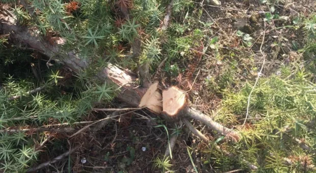 В Севастополе добиваются возобновления уголовного дела о вырубке 30 гектаров можжевельника