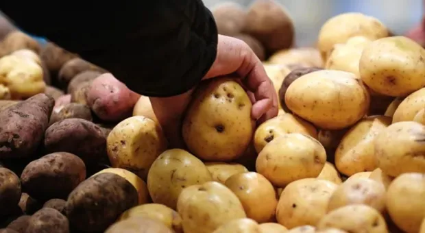 Почему в России хотят уничтожить четверть урожая картошки